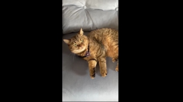 Topganhotty  27-10-2021 video lesbian